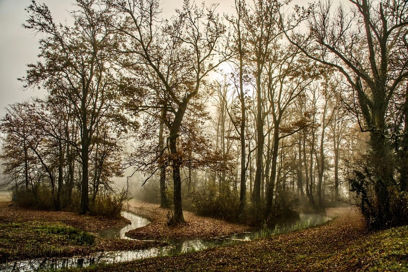 Forest Pathway